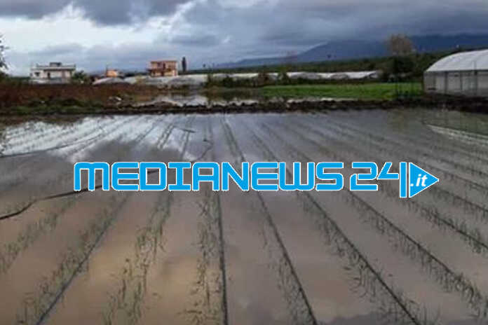 Angri – Raccolto in ginocchio dopo la forte ondata di maltempo