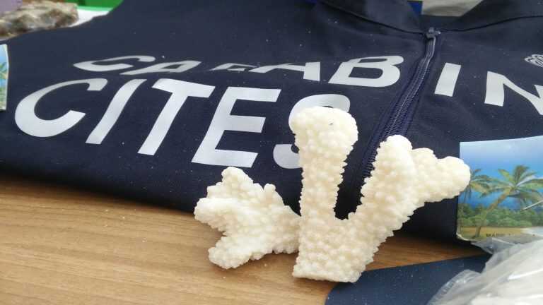 Operazione Low Cost contro il commercio illegale di corallo