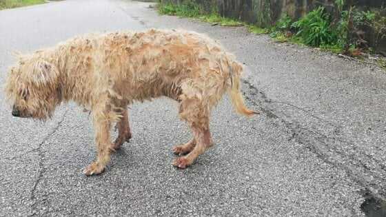 145305971-38b89693-36b6-4858-ba88-c9587af34e92