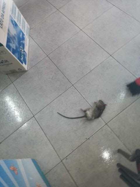 Dal dopo scuola al topo scuola certe volte il passo è breve