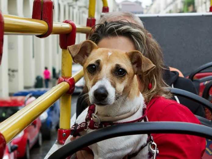 Cane-sui-mezzi-pubblici-post