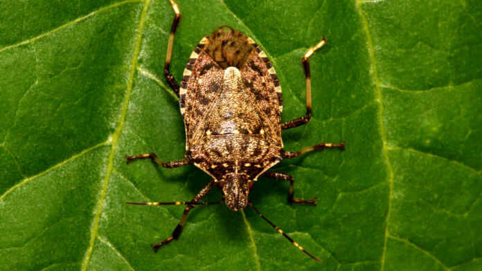Prevenire l’invasione della cimice killer nelle campagne nostrane per scongiurare il disastro