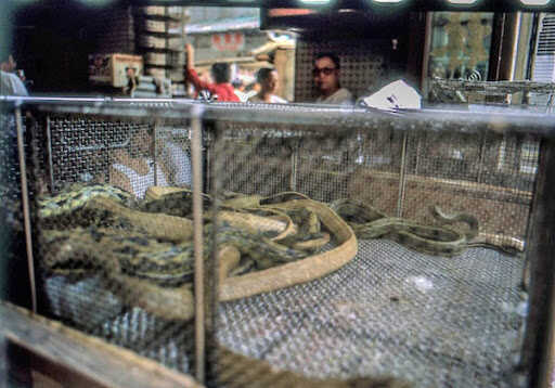 Coronavirus: la Cina vieta il commercio e il consumo di animali selvatici