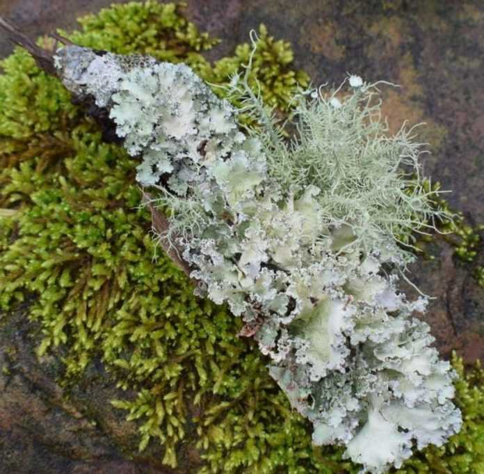 Screenshot_20200325_131631