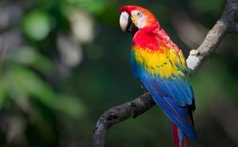 Coronavirus Angri – Gigino porta a spasso il pappagallo…