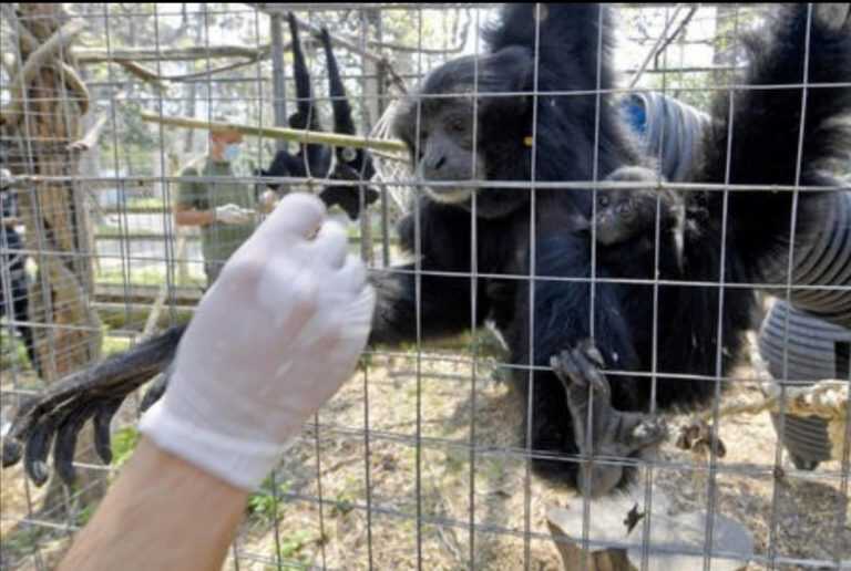 Coronavirus – Crisi degli zoo e parchi zoologici – Napoli