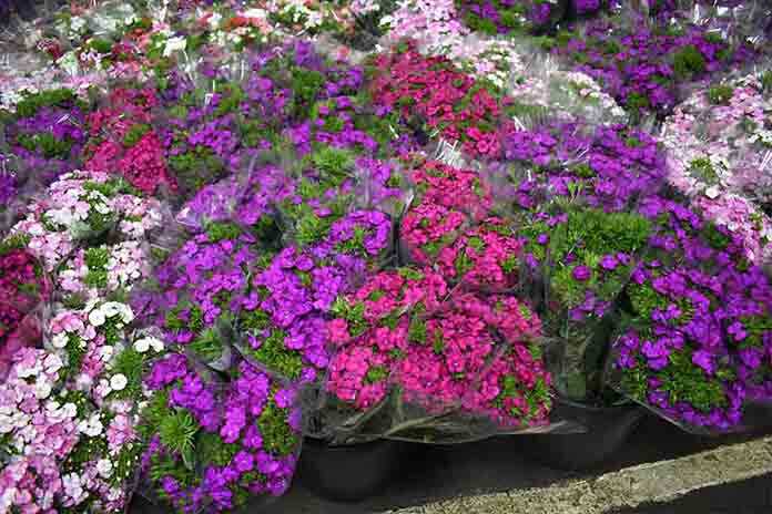 Consorzio Produttori Florovivaisti Campani – “Vogliamo conoscere le regole per la ripartenza” la nota