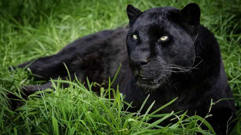 Benevento – segnalata una pantera – nei pressi delle aree boschive