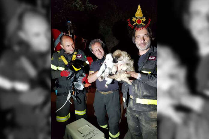 Benevento – Abbandonati due cuccioli, salvati dai Vigili del fuoco