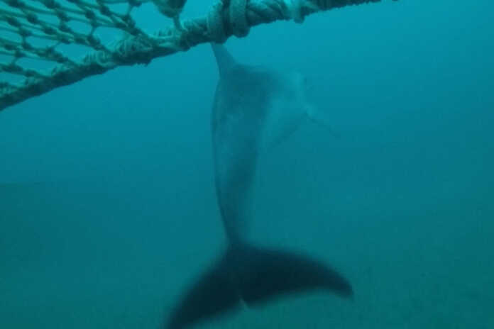 Massa Lubrense – 200 delfini morti ogni anno, 2mila euro di danni per i pescatori