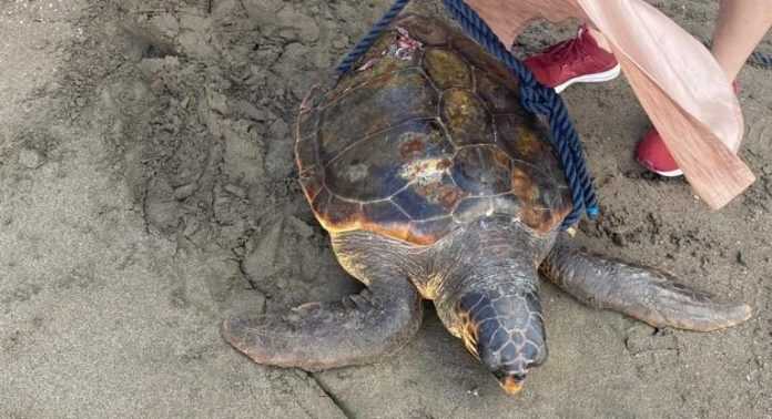 Sorrento – Tartaruga col carapace lesionato nel porto, corsa contro il tempo per salvarla