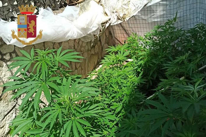 Napoli / Quartieri Spagnoli, in manette 29enne per droga. Sequestrate 17 piantine di marijuana