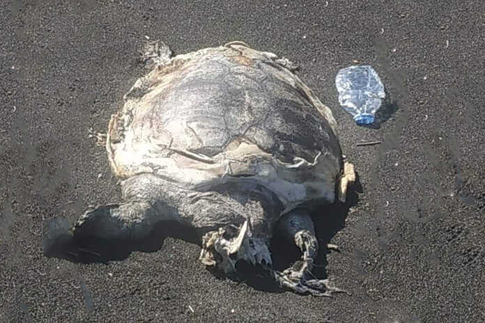 Castellammare di Stabia – L’uomo semina ancora distruzione