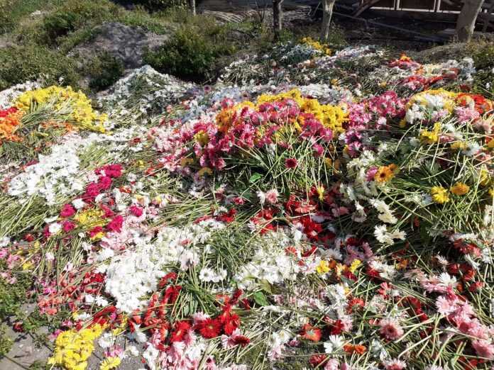 Florovivaismo – Malafronte (CPFC): “Silenzio assordante e preoccupante del Ministro Bellanova”