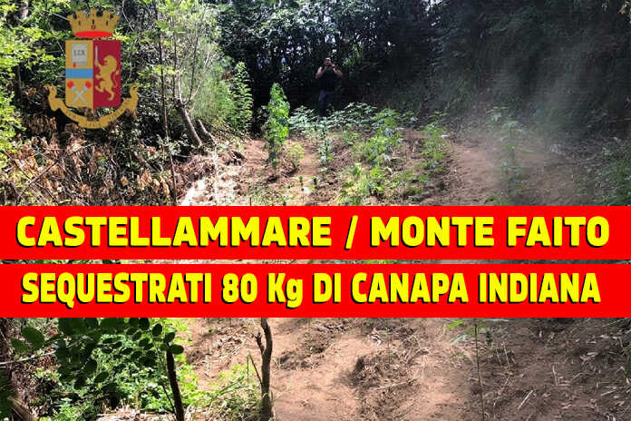 Castellammare di Stabia / Polizia rinviene su Monte Faito 200 piantine di canapa indiana