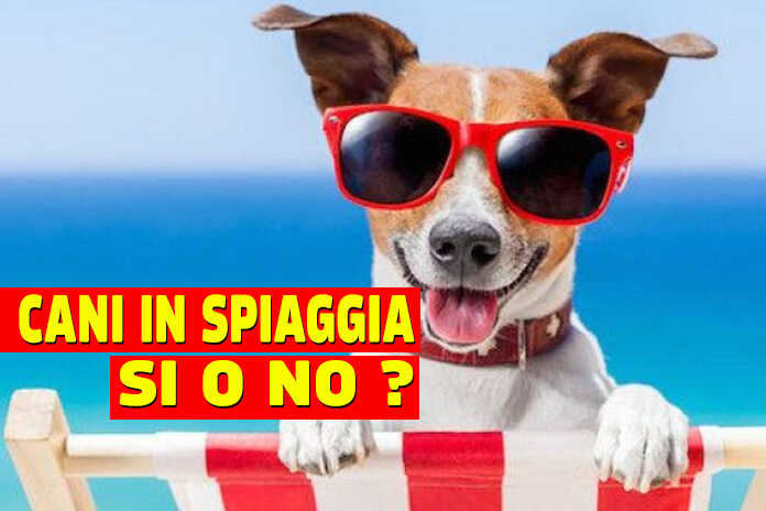 Cani in spiaggia, sì o no?