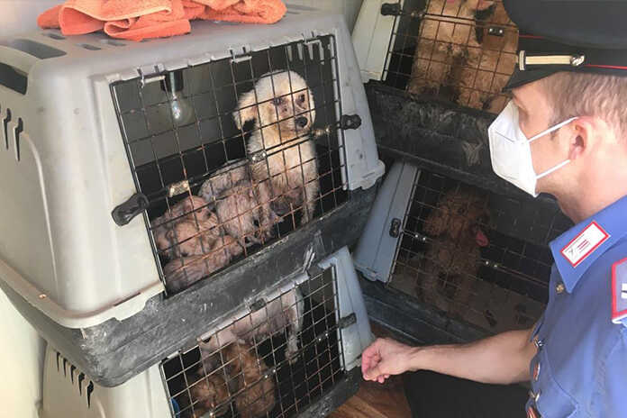 Pompei – Scoperto allevamento abusivo di cani di razza, al suo interno rinvenuti 17 cani adulti e 24 cuccioli