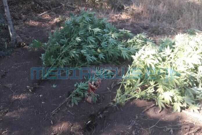 Cava de’ Tirreni – Polizia sequestra piante di marijuana coltivate in un terreno in zona Vessa