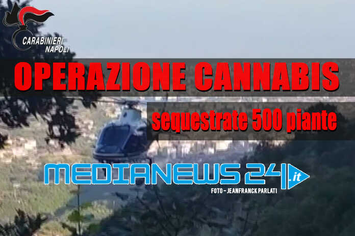 Monti Lattari / Conclusa l’operazione dei Carabinieri, sequestrate 500 piante di cannabis