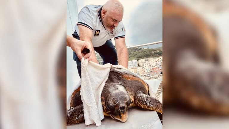Salerno – Salvata “Tartaruga Marina” dagli uomini della Guardia Costiera