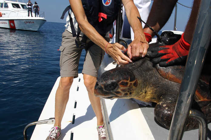 Pontecagnano – Guardia Costiera rilascia in mare un esemplare Tartaruga di Caretta Caretta