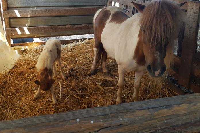 Angri / Scafati – Nuovo furto in via Orta Longa, rubata una cavallina appena nata
