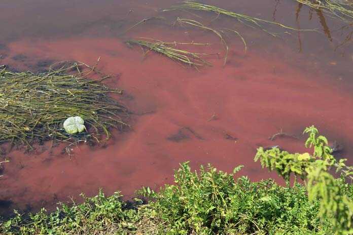 Ambiente / Inquinamento fiume Sarno – Controlli ambientali nella rete due aziende conserviere di Scafati