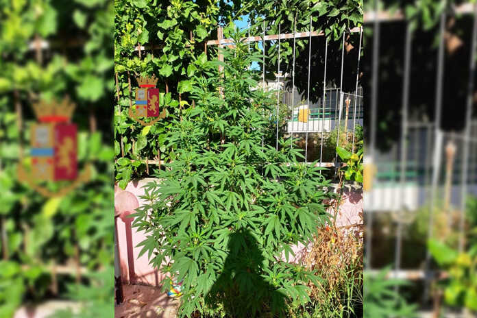 Giugliano in Campania – Coltiva marijuana nel giardino, 28enne denunciato