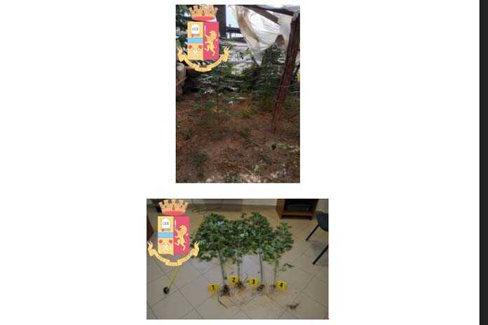 Nocera – La Polizia sequestra piante di canapa coltivate