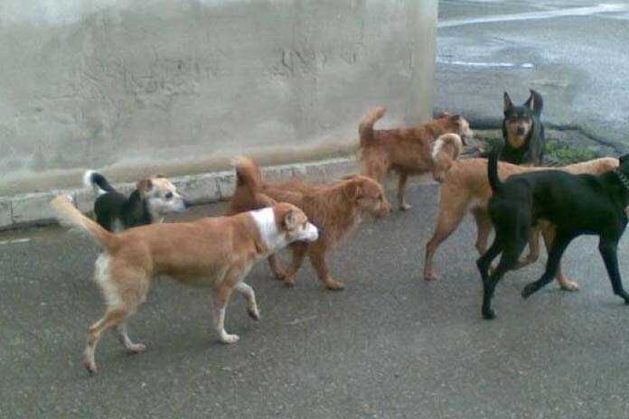 Randagismo, Cirillo (M5S) “Numero verde operativo H24 per gli animali abbandonati”