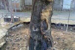 Pontecagnano / Faiano – No all’abbattimento di 33 alberi