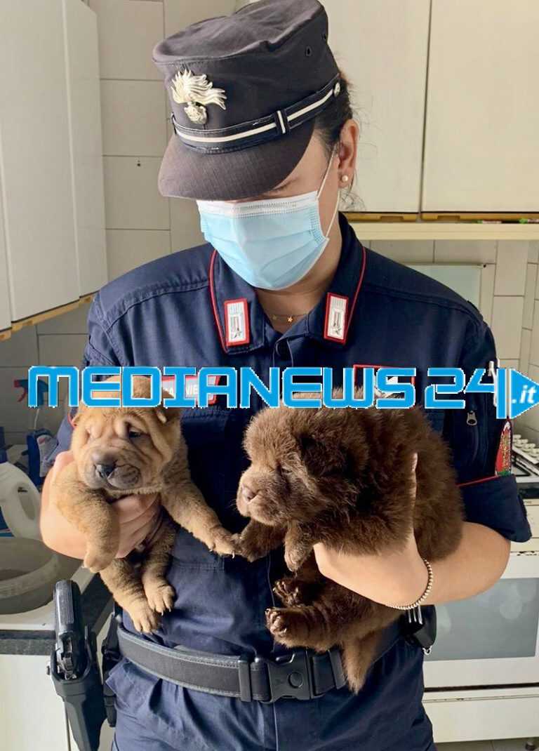 Mariglianella – Maltrattamento di animali – Carabinieri denunciano 58enne e “salvano” 13 cani