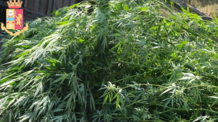 Corbara – La Polizia scopre coltivazione di marijuana grazie ai droni