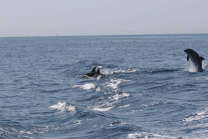 Video – Delfini in zona a Parco Marino Punta Campanella