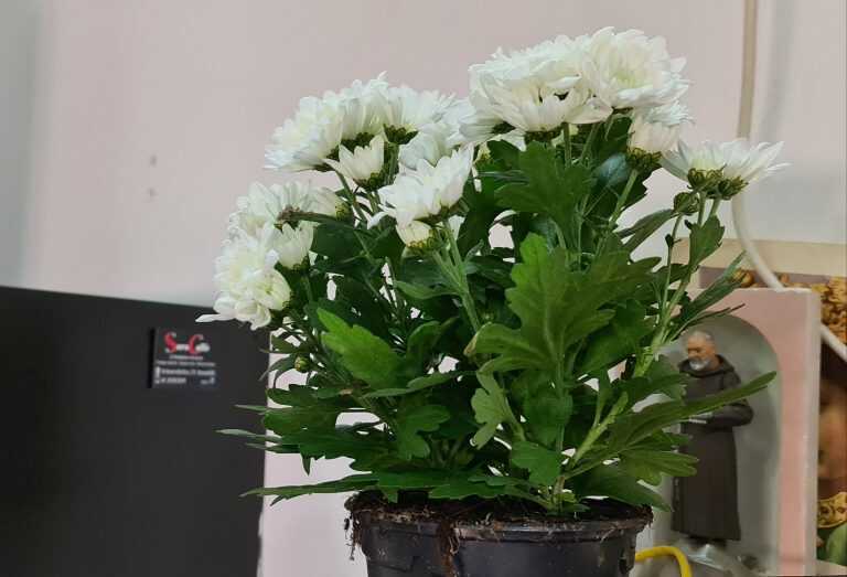 Boscoreale. Una pianta dove il papà è scomparso per onorare la sua memoria