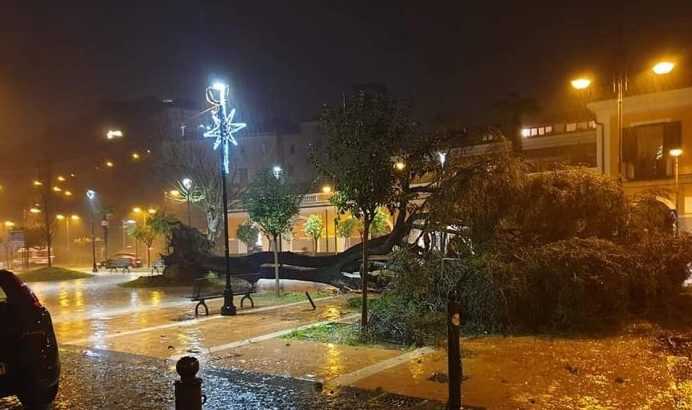 Nocera Inferiore – Danni e alberi caduti per il forte vento, la nota di CS PAP-AGRO: “Prevenzione unica arma”