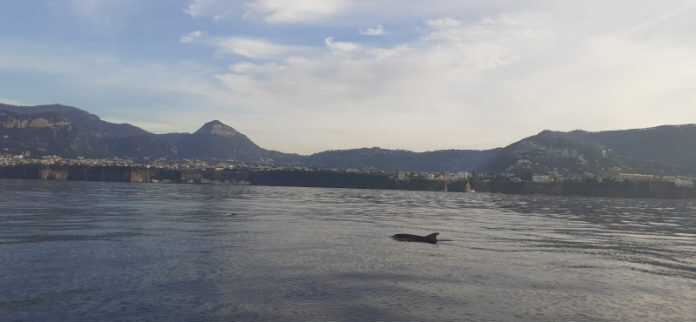 Golfo di Napoli – Delfini e Vesuvio, lo spettacolo degli avvistamenti a largo di Sorrento