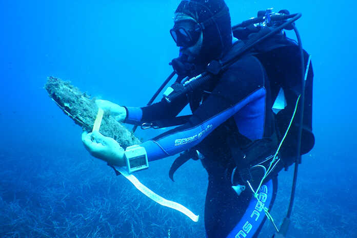 Pinna Nobilis rischia estinzione, l’allarme da Punta Campanella:”qui il 100% di mortalità”