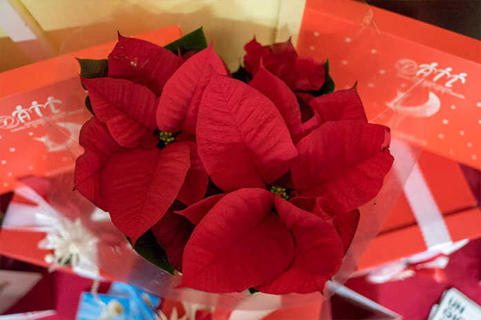 Salerno – Stelle di Natale AIL 2020, #MaiPiùSogniSpezzati