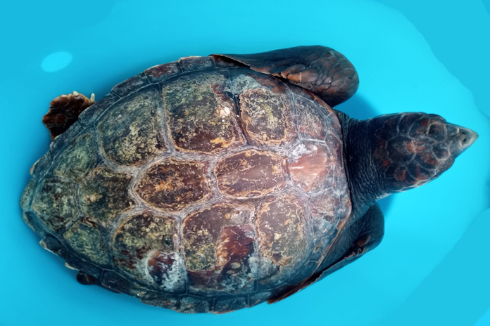 Punta Campanella, salvate due tartarughe. Una si chiamerà Diego Armando, l’altra viene dalla Toscana