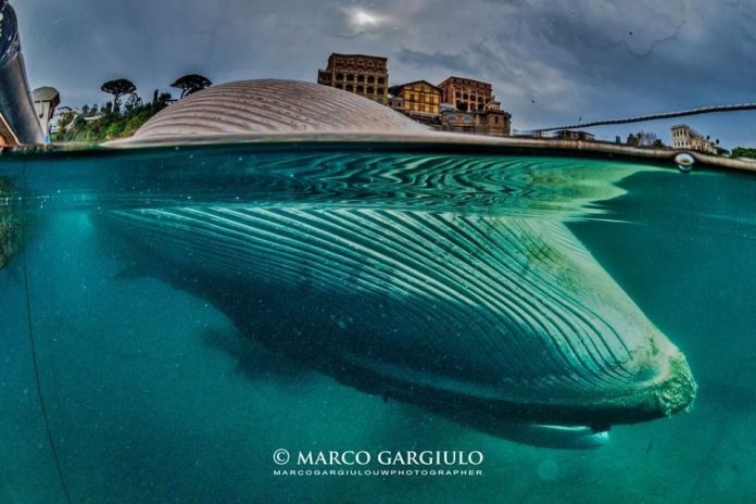 Sorrento – Marevivo: “La balena di Sorrento come ambasciatrice della sua specie”