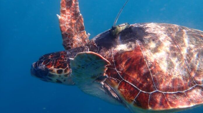 Sorrento. Tre tartarughe ritrovano la libertà al largo di Punta Campanella