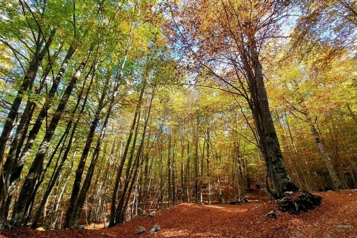 Il Comune di Piaggine e L’Università “Vanvitelli” insieme per la Biotecnologia