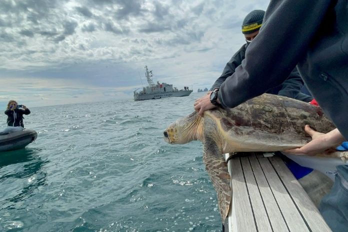Massa Lubrense. Rilasciate in mare le tartarughe salvate dai pescatori