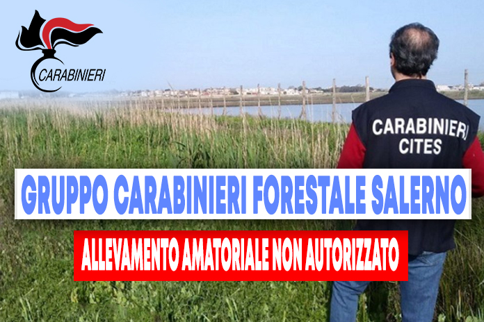 Carabinieri. Bracconaggio, allevatore deferito all’autorità giudiziaria per avifauna selvatica