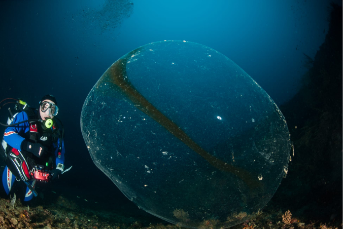 Sorrento. La Teca Ovarica di Punta Campanella finisce su Scientific Reports