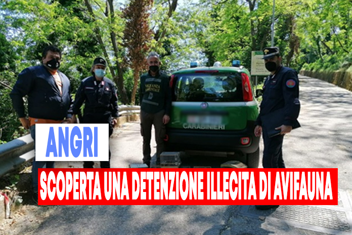 Tutela della fauna. Liberati cardellini illecitamente detenuti ad Angri