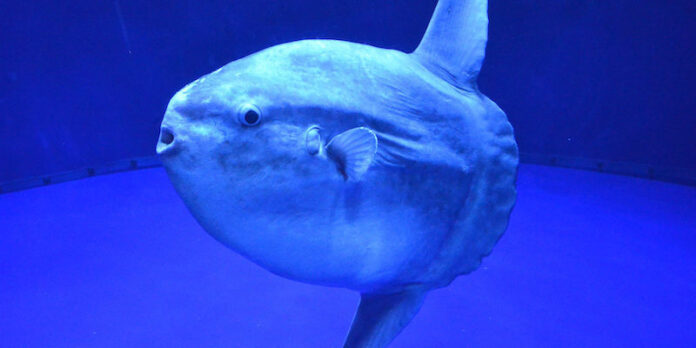 Sorrento. Il pesce Luna fa capolino a Punta Campanella, avvistato ieri un esemplare di Mola Mola