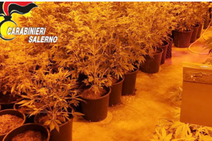 Pagani. Sequestrata piantagione di marijuana, agli arresti un 47enne di Nocera Inferiore