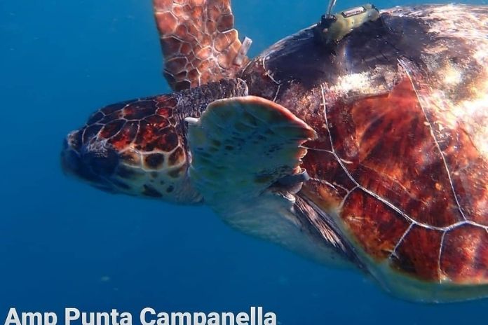 Amp Punta Campanella. Un docufilm su tartarughe, inquinamento e golfo di Napoli
